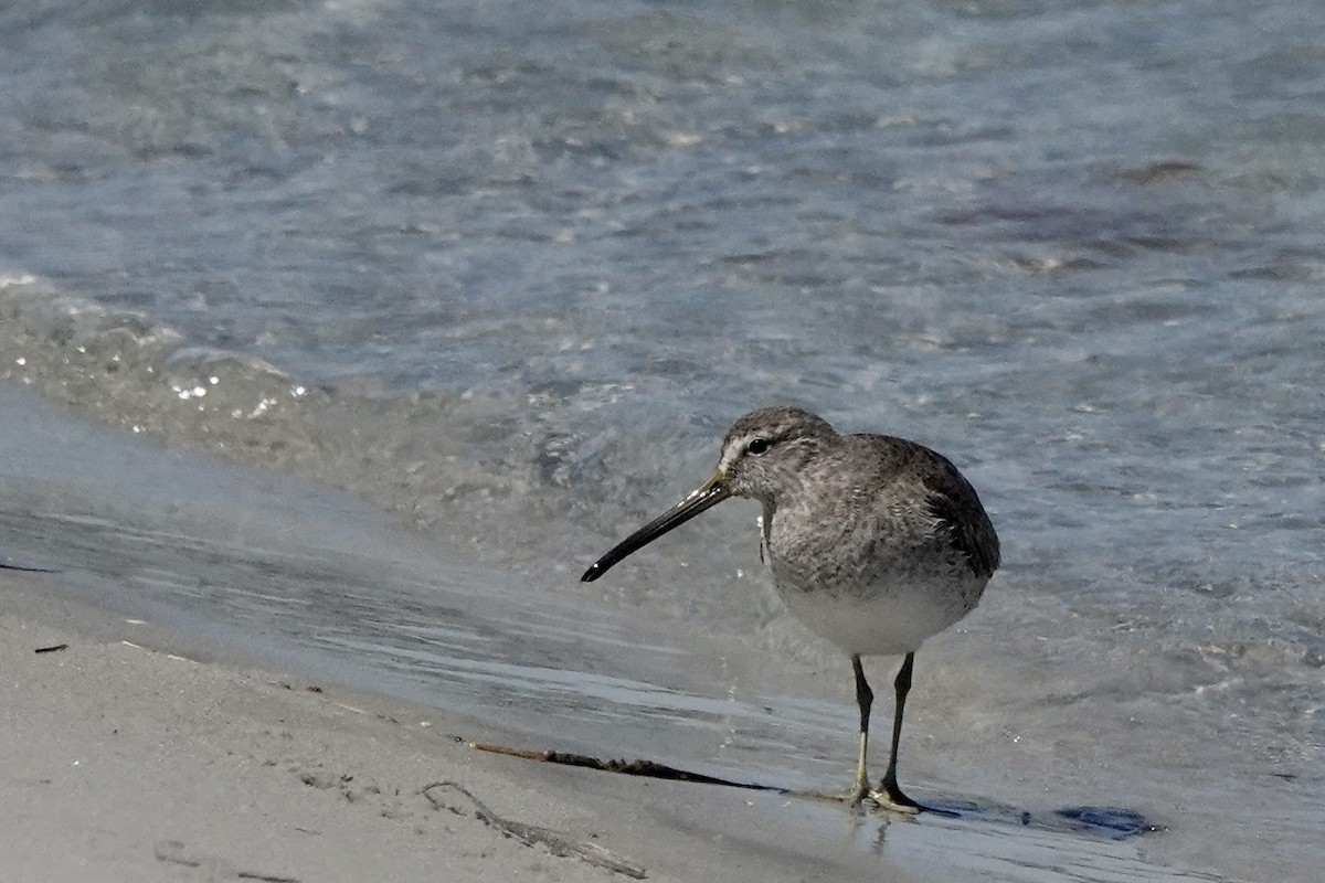 Short-billed Dowitcher - Fleeta Chauvigne