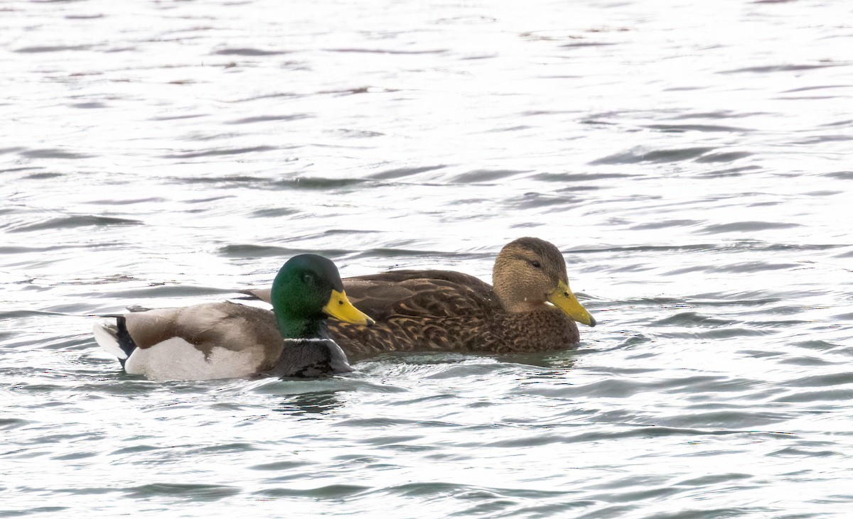 Mexican Duck - ML430040841