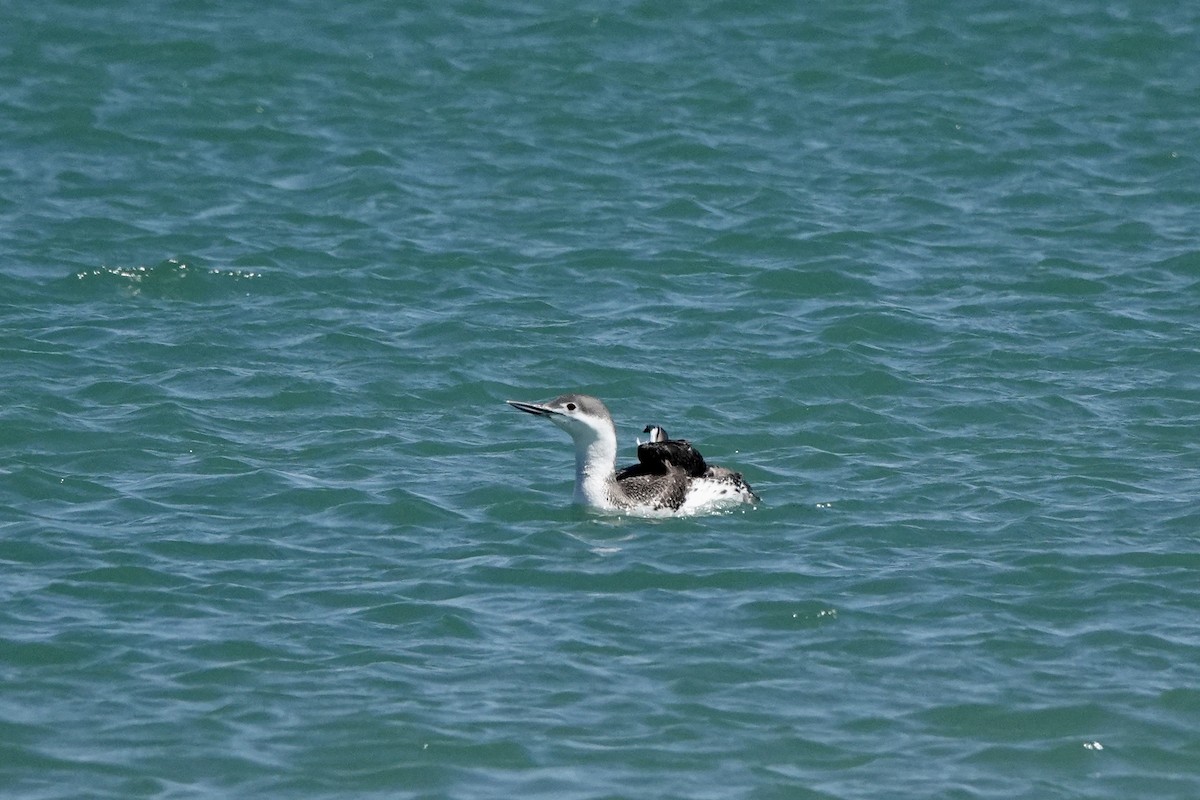 Red-throated Loon - ML430041501