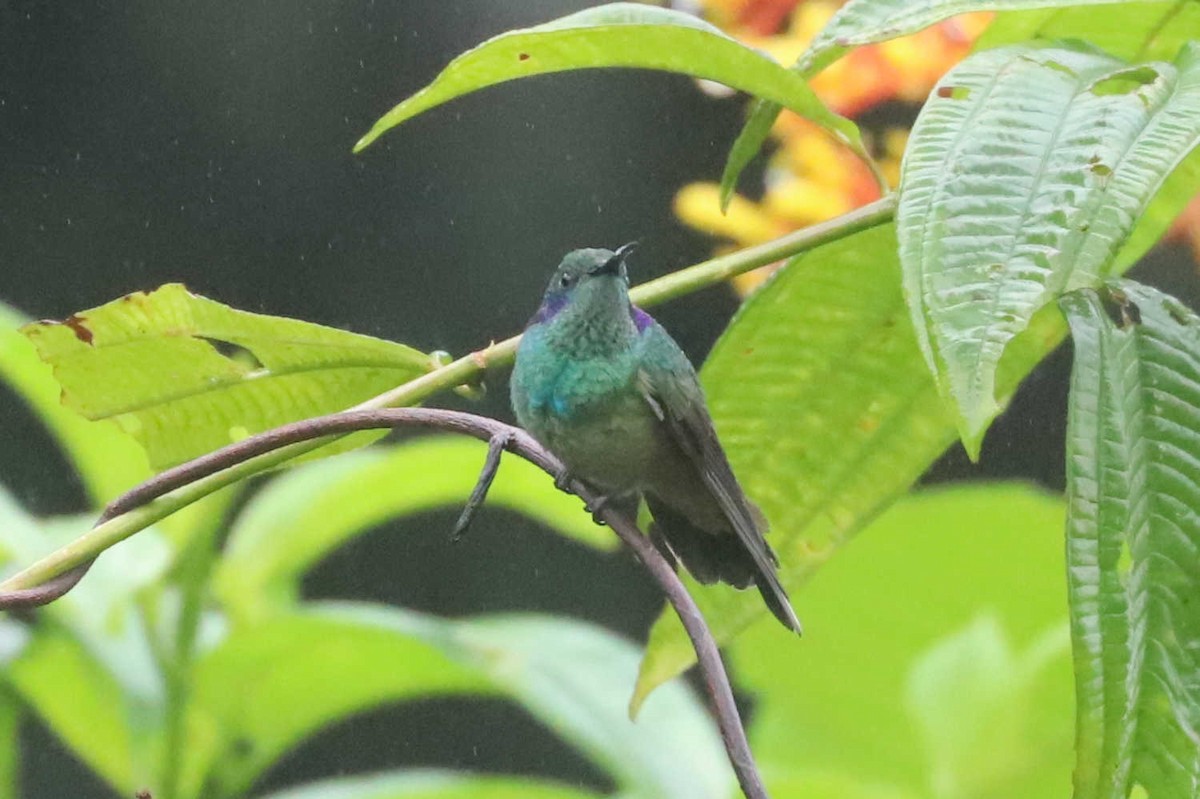 kolibřík modrouchý - ML430042271
