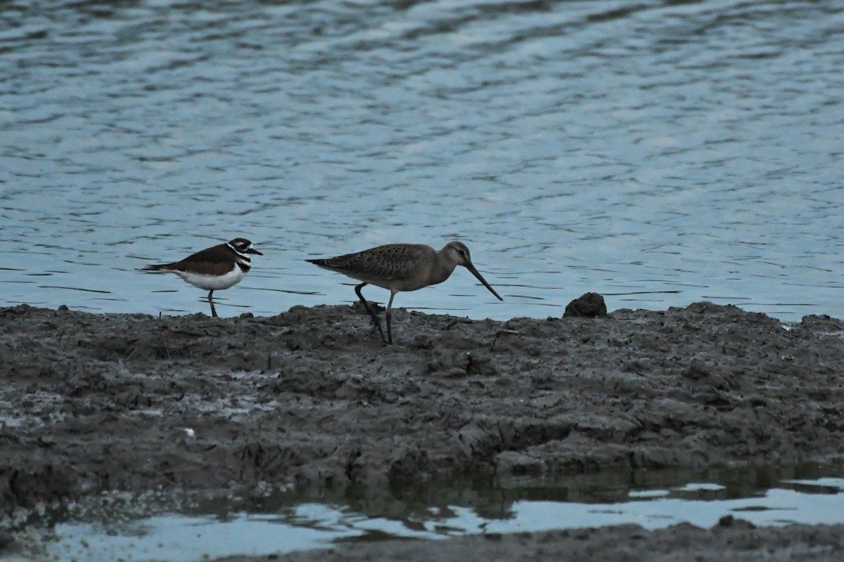 Hudsonian Godwit - ML430042531