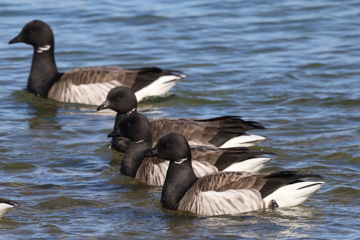 Brant - ML430044511