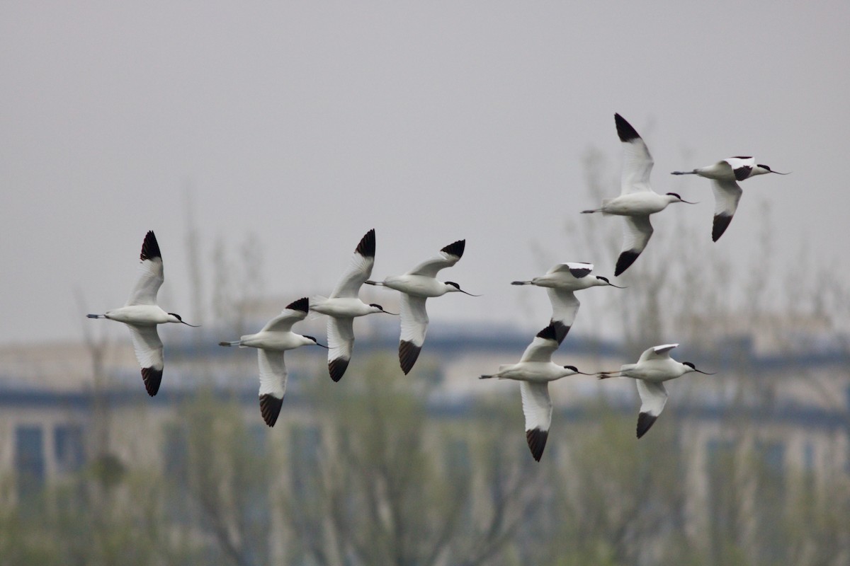 Pied Avocet - ML430047161