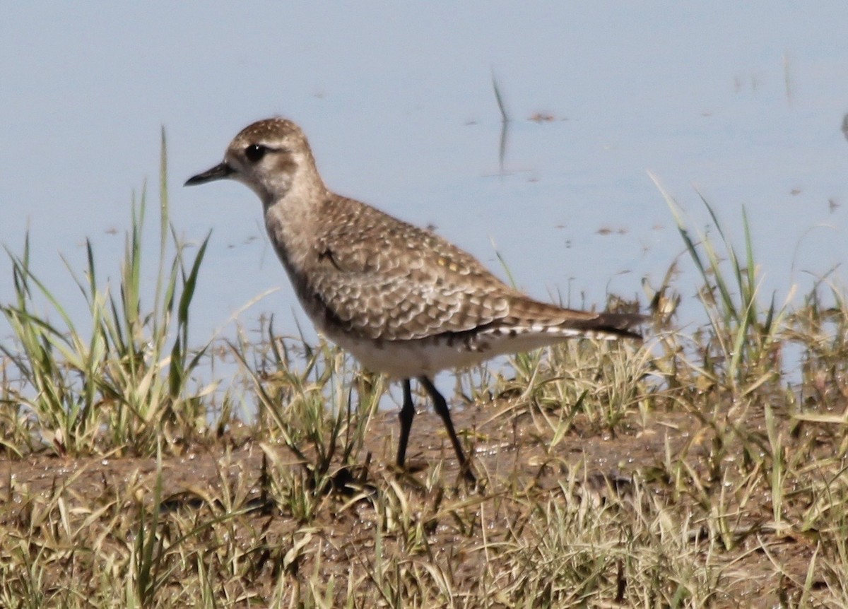 Urre-txirri amerikarra - ML430048211