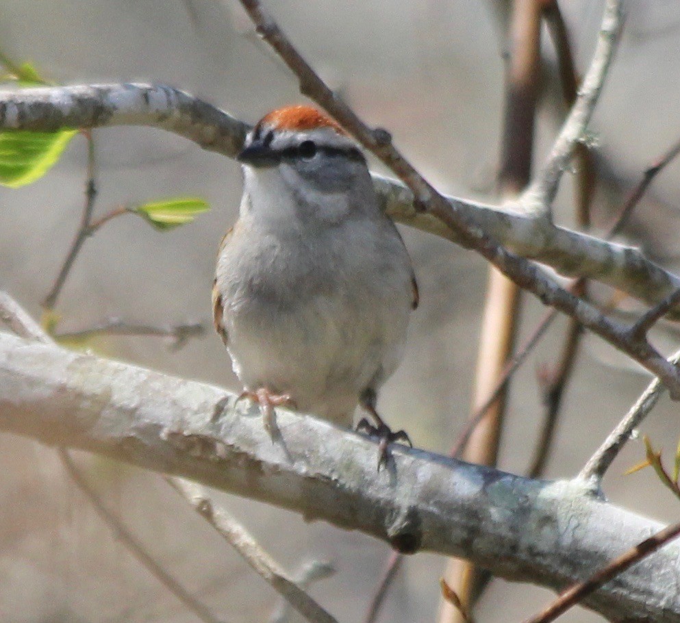Chipping Sparrow - ML430048411
