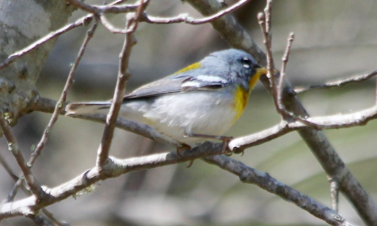 Northern Parula - ML430048481