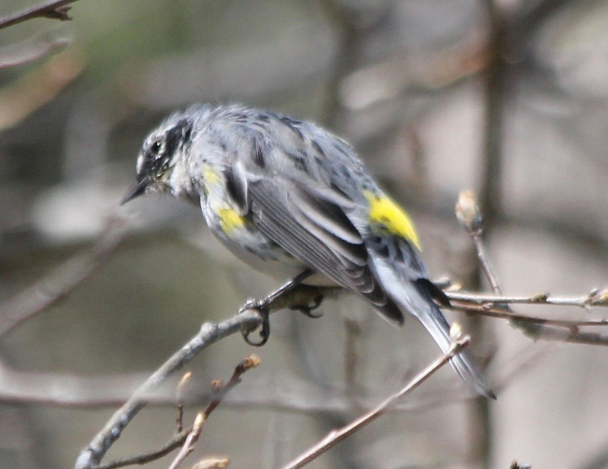 Yellow-rumped Warbler - ML430048521