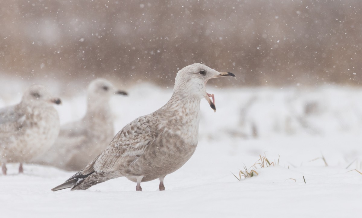 Herring Gull (American) - Jay McGowan