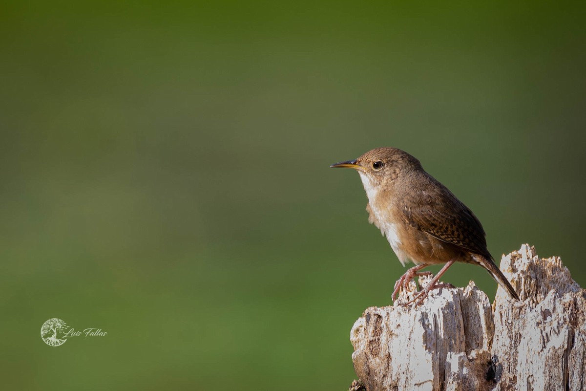 Southern House Wren - ML430050541