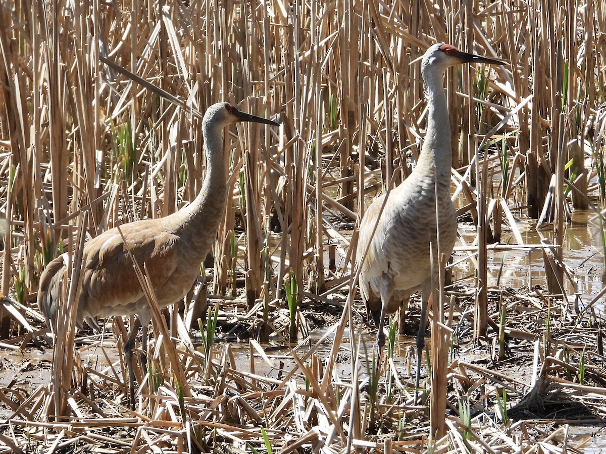 Sandhill Crane - ML430051021