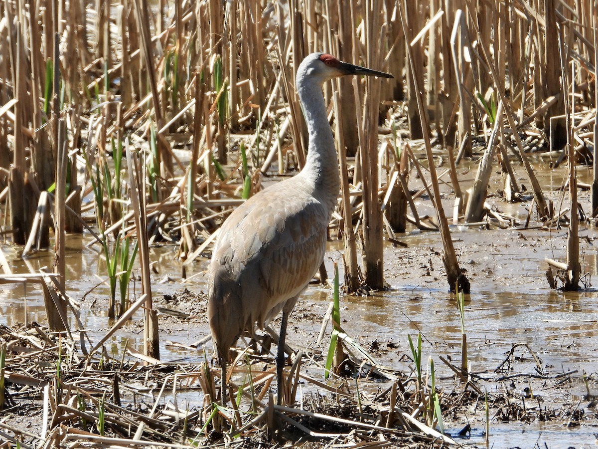 jeřáb kanadský - ML430051091