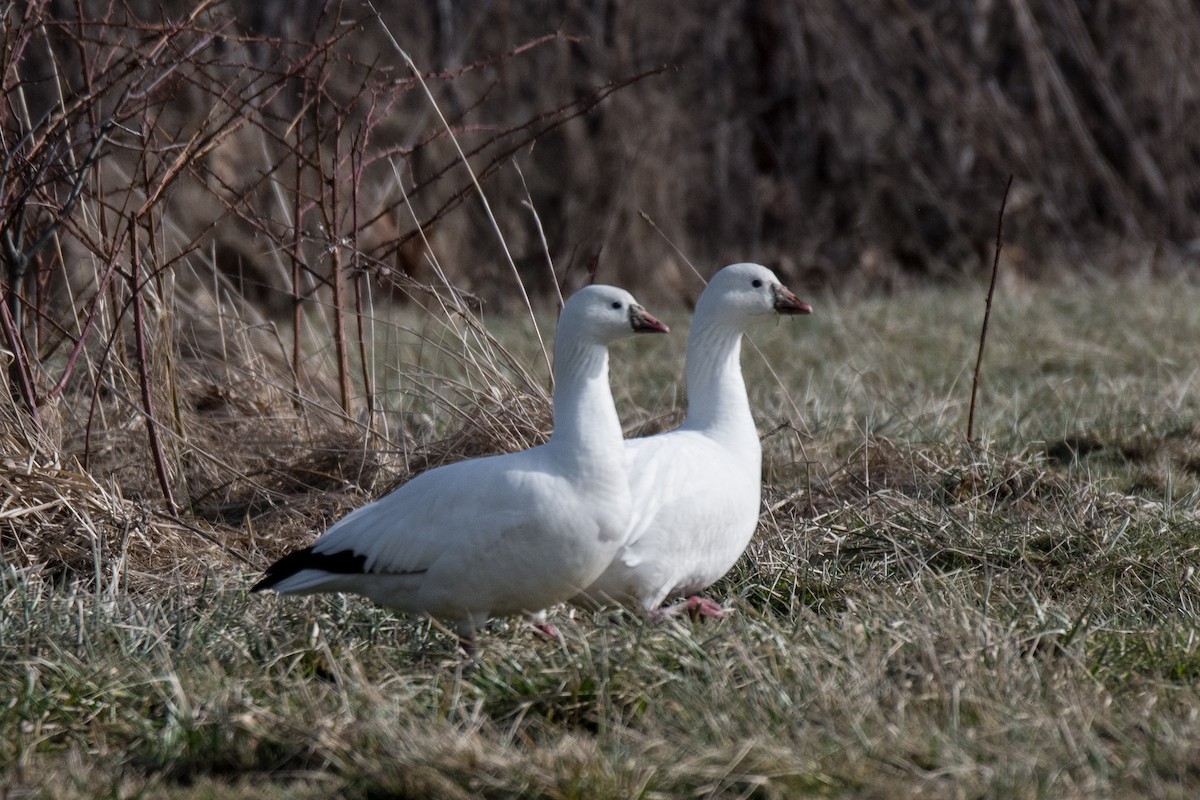 Ross's Goose - ML430052261