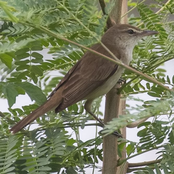 Great/Oriental/Clamorous Reed Warbler - ML430052451