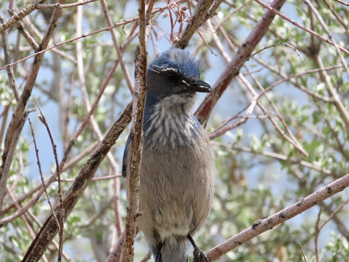 Woodhouse's Scrub-Jay - Art Hudak