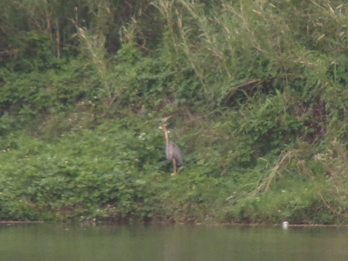 Purple Heron (Purple) - ML430052871