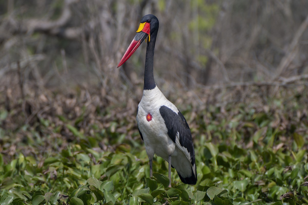 Saddle-billed Stork - Jeff Maw