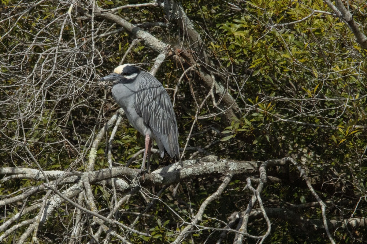 Yellow-crowned Night Heron - Reuben Rohn