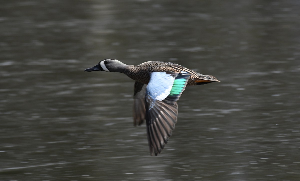 Blue-winged Teal - Tim Schadel