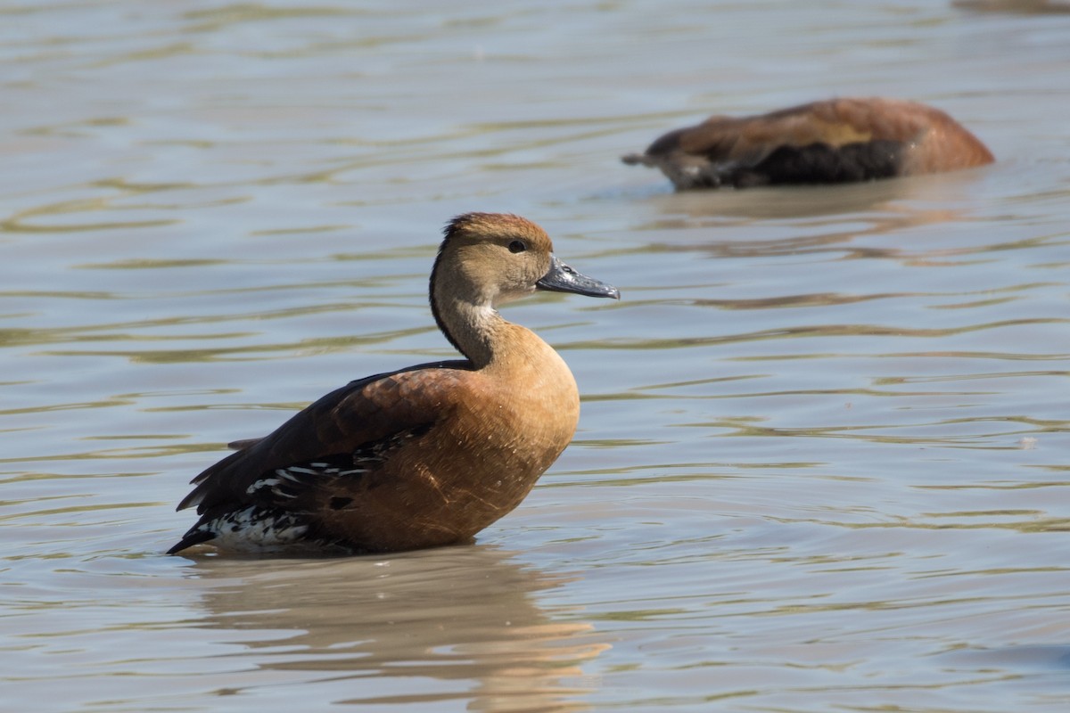 Fulvous Whistling-Duck - Erin Avram