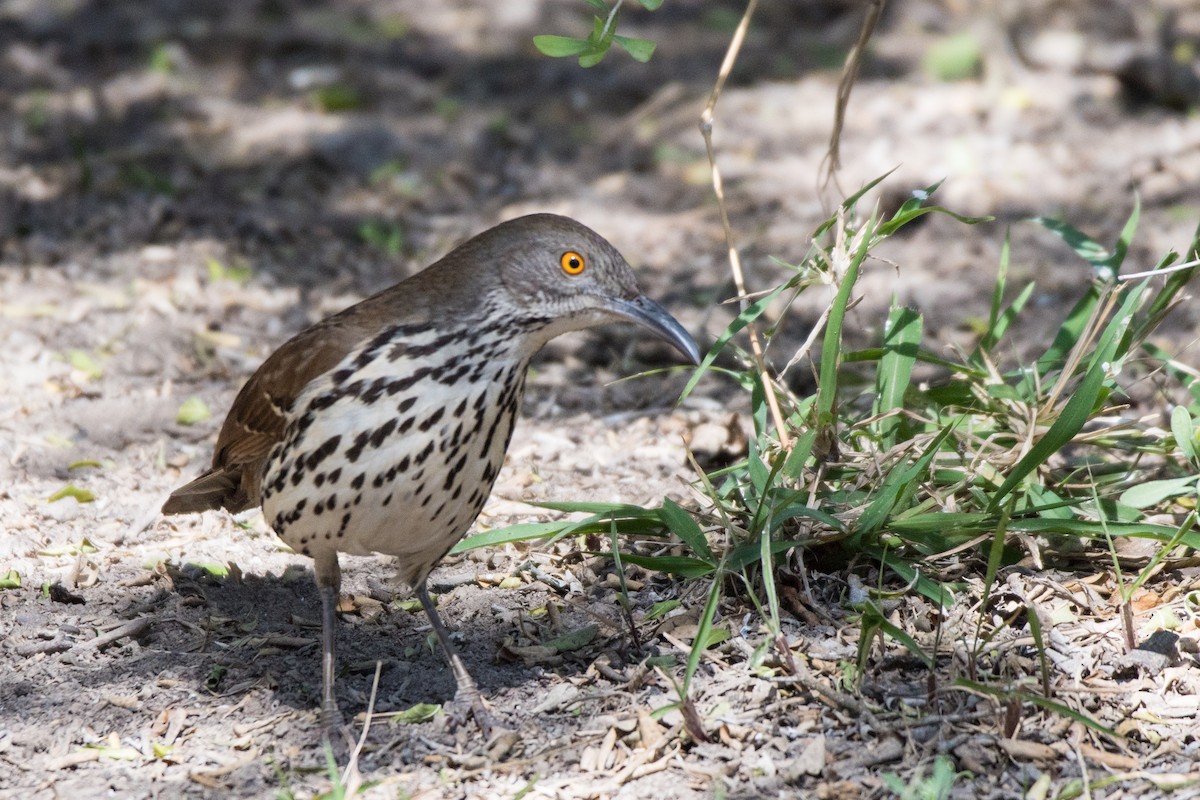 Long-billed Thrasher - ML430057811