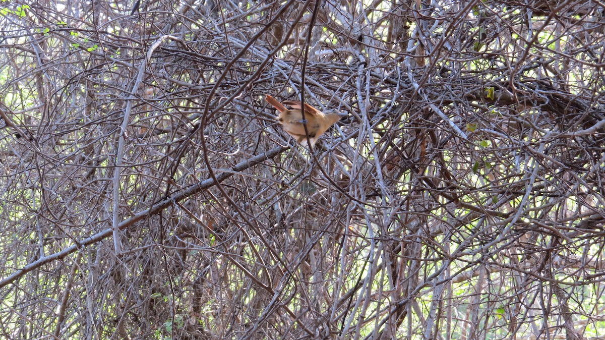 Barred Antshrike - Lisa Owens