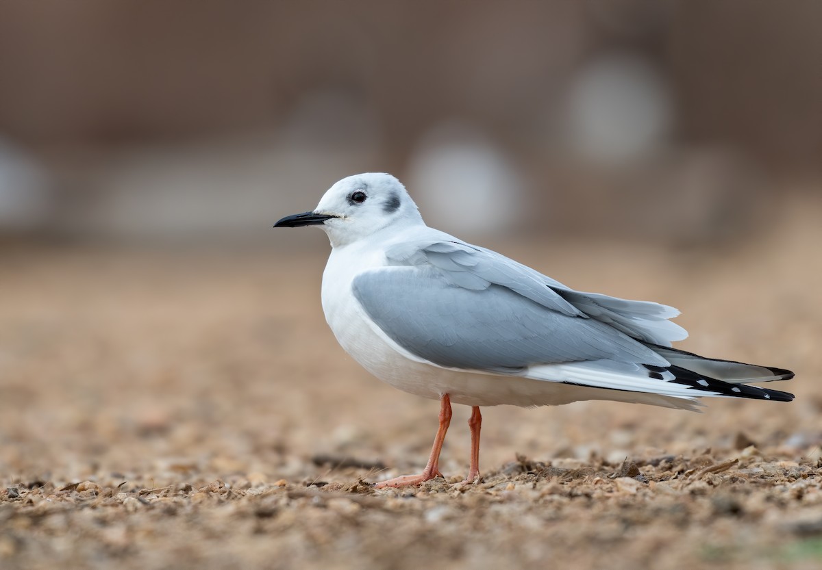 Bonaparte's Gull - Matthew Addicks