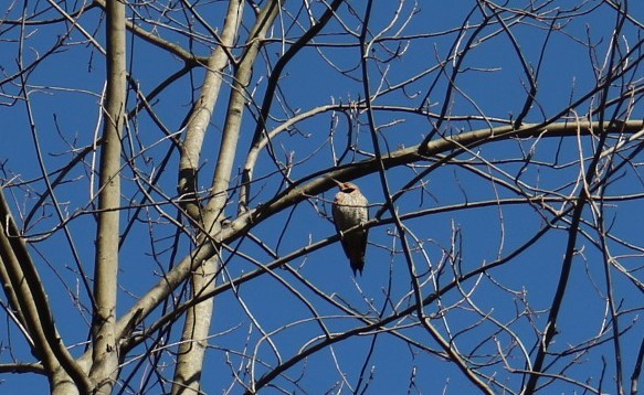 Northern Flicker - ML430058461