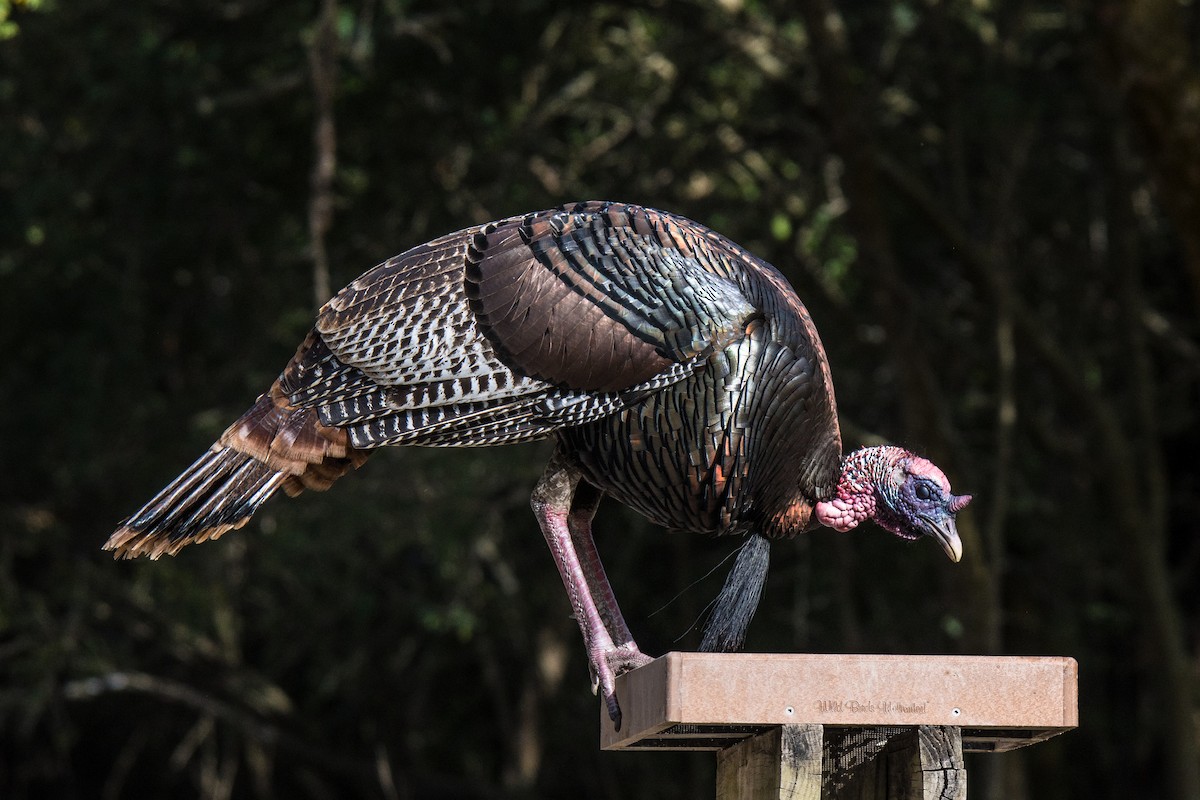 Wild Turkey - ML430058731