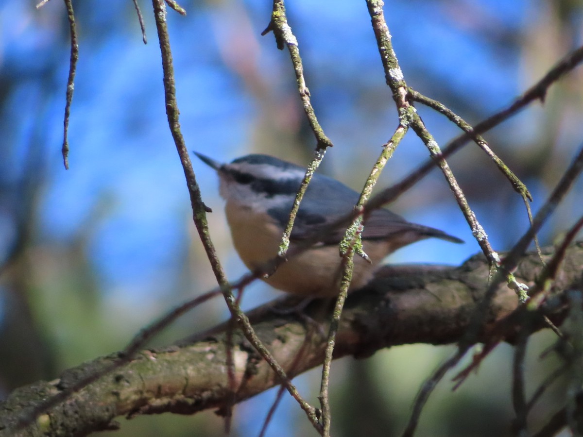 Red-breasted Nuthatch - ML430059581