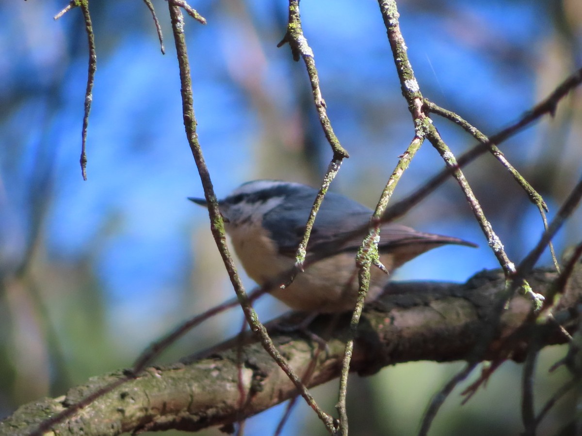Red-breasted Nuthatch - ML430059591
