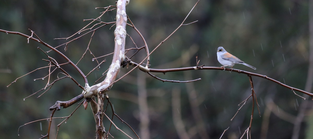 Yellow-eyed Junco - ML430060441