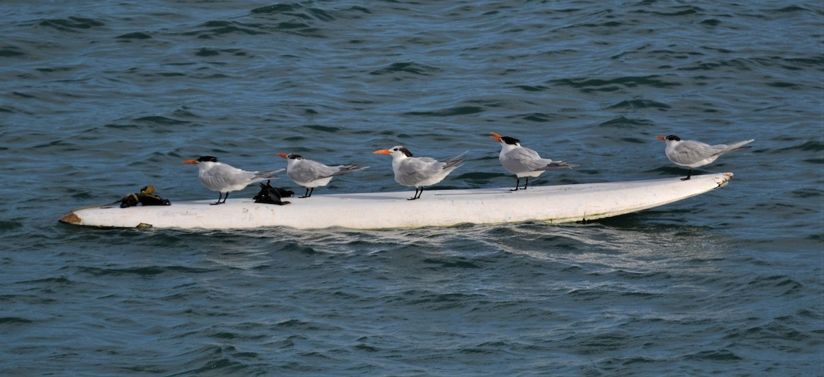 Royal Tern - ML430060981