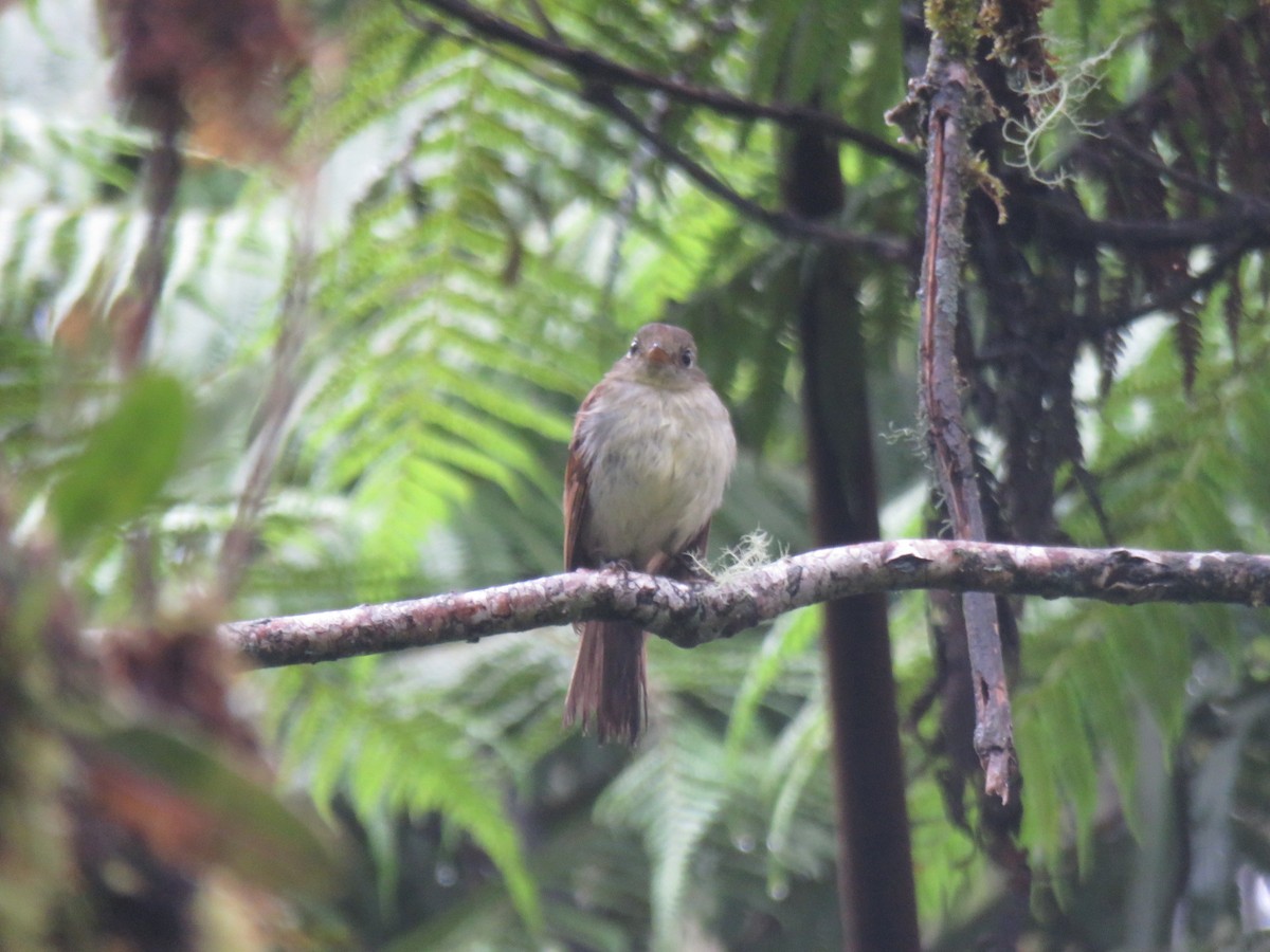 Roraiman Flycatcher - ML430061581