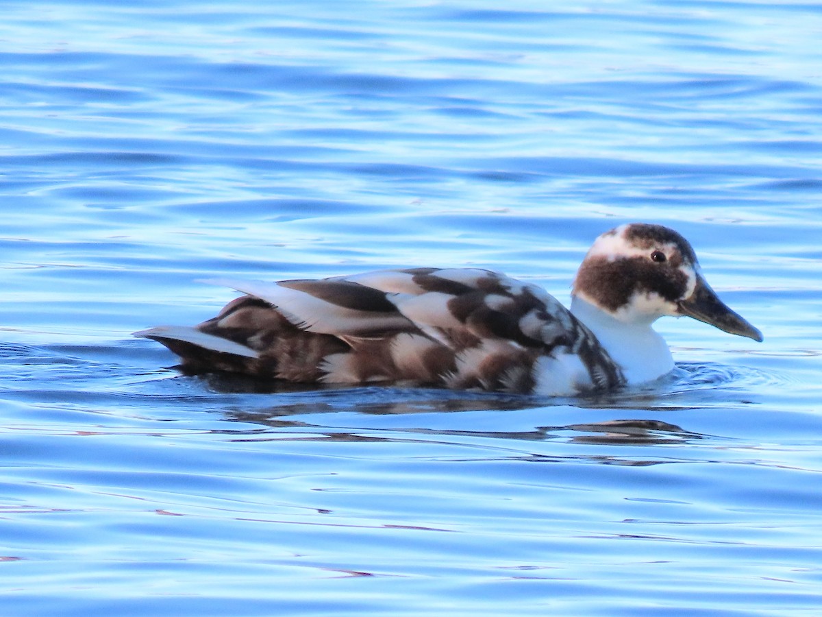 Canard colvert - ML430067591