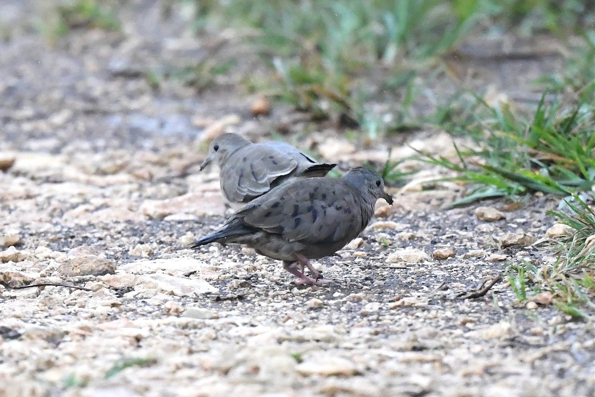 Plain-breasted Ground Dove - ML430067691
