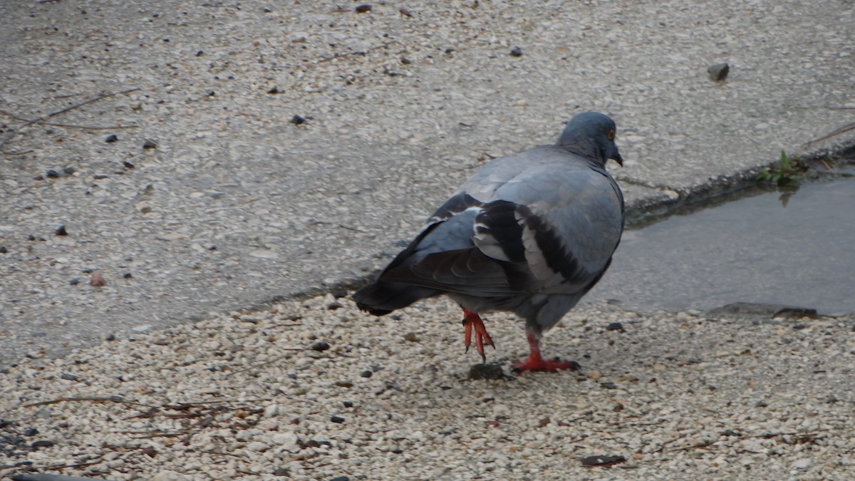 Rock Pigeon (Feral Pigeon) - ML430067801