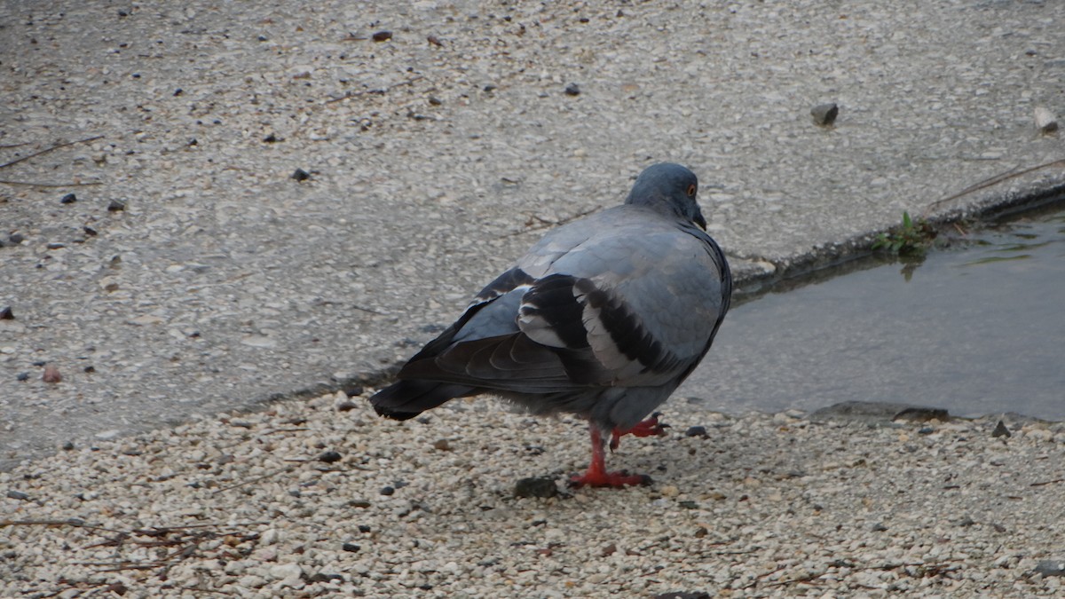 Rock Pigeon (Feral Pigeon) - ML430067811