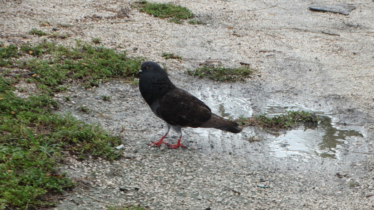 Rock Pigeon (Feral Pigeon) - ML430067841