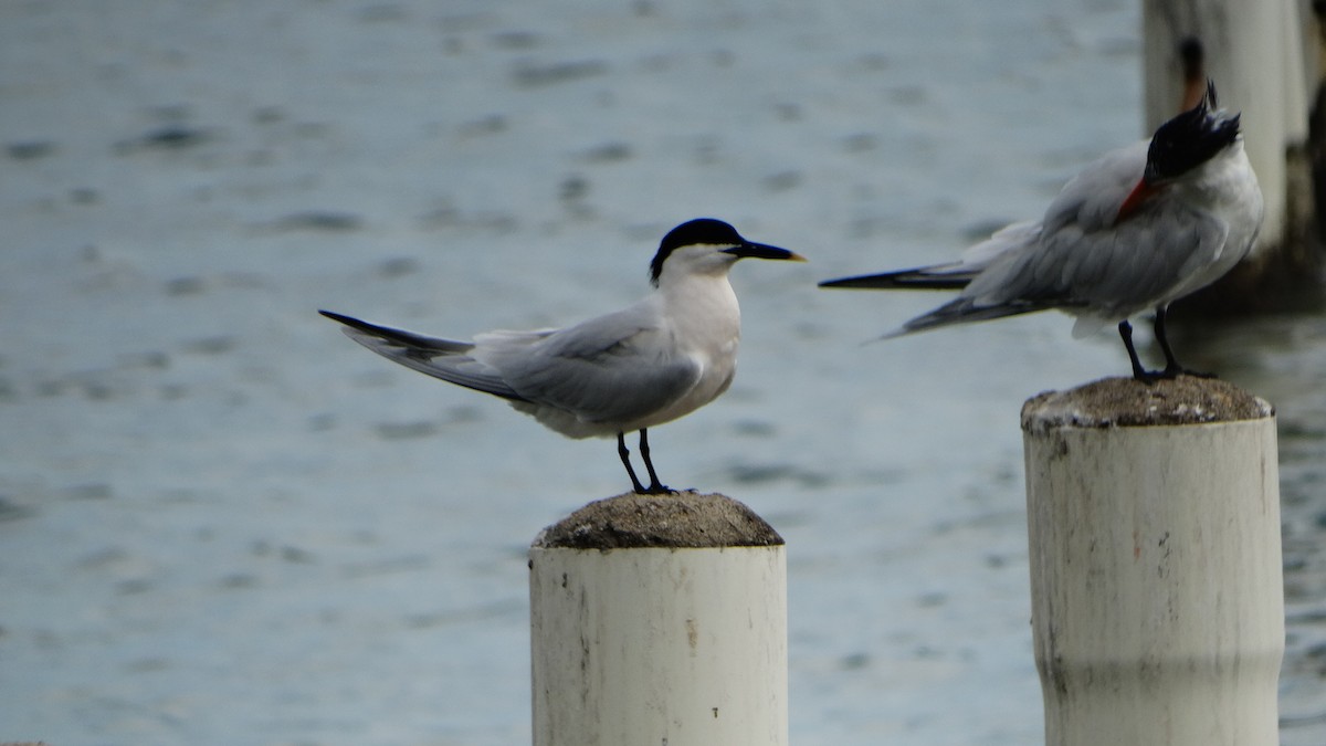 Sandwich Tern - ML430068351