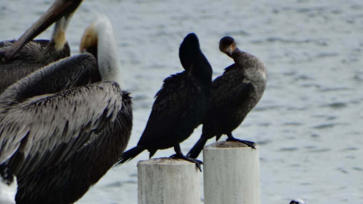 Double-crested Cormorant - ML430068531