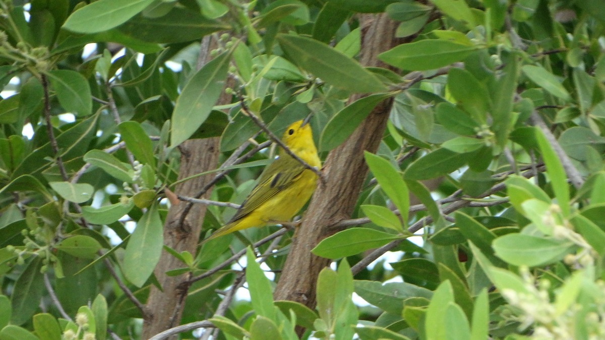 Yellow Warbler - ML430068821