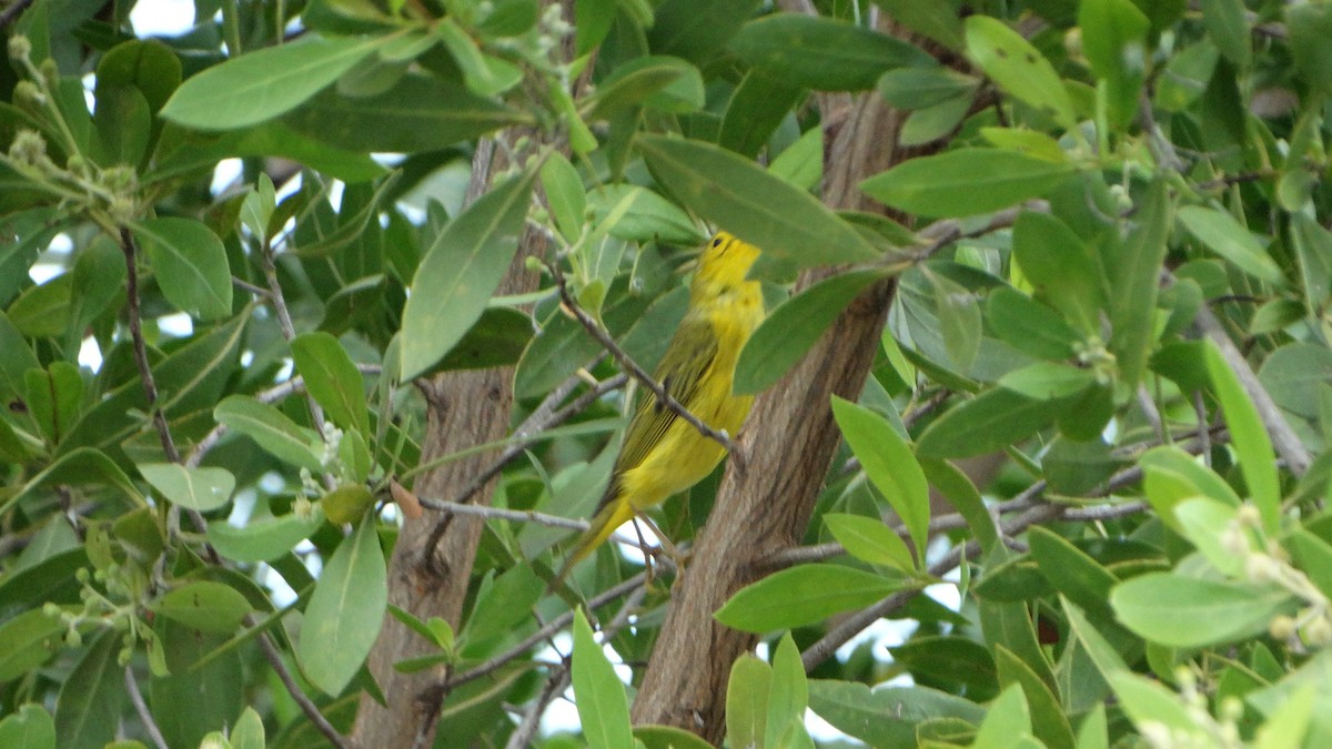 Yellow Warbler - ML430068831