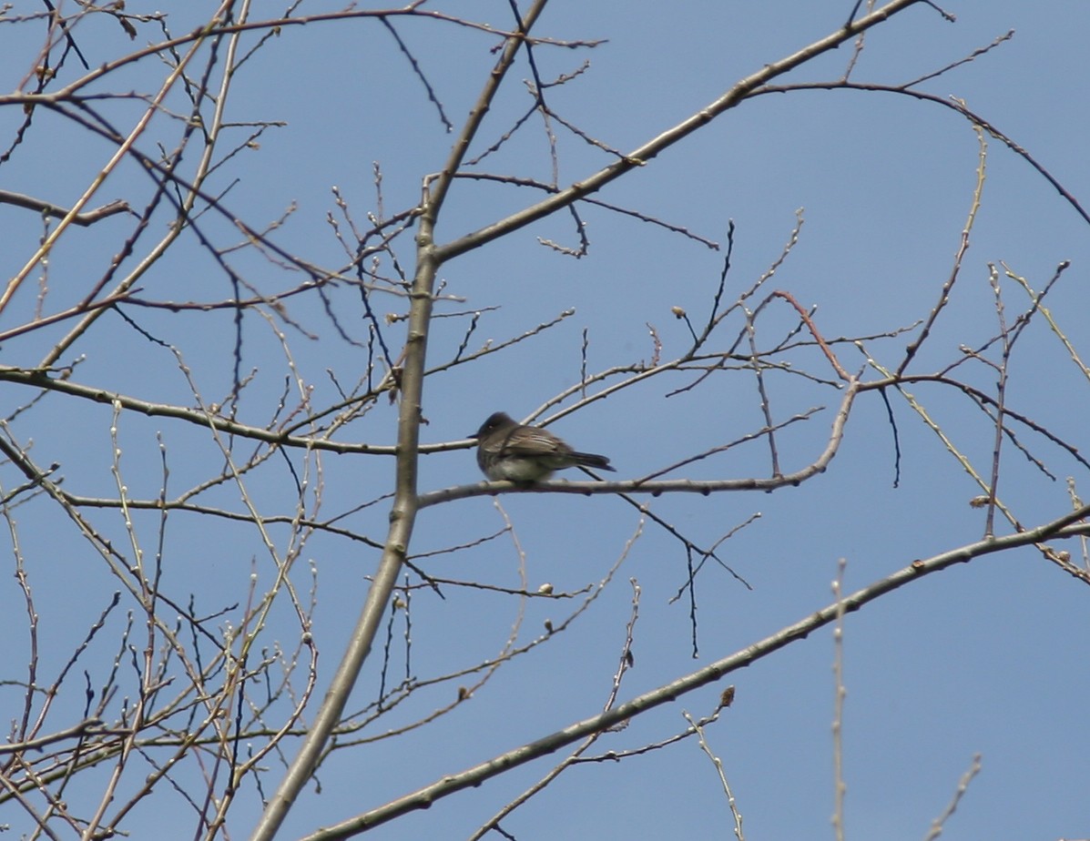 Black Phoebe - Carol Fahrenbruch