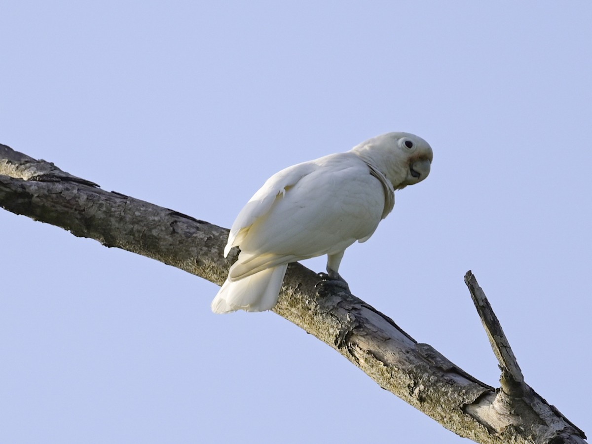 Tanimbar Corella - ML430073801