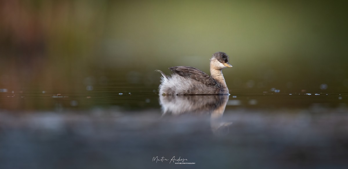 Hoary-headed Grebe - ML430074071