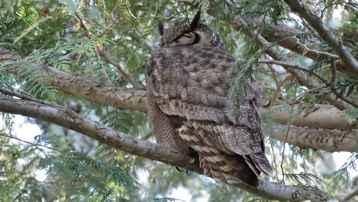 Lesser Horned Owl - ML430074831