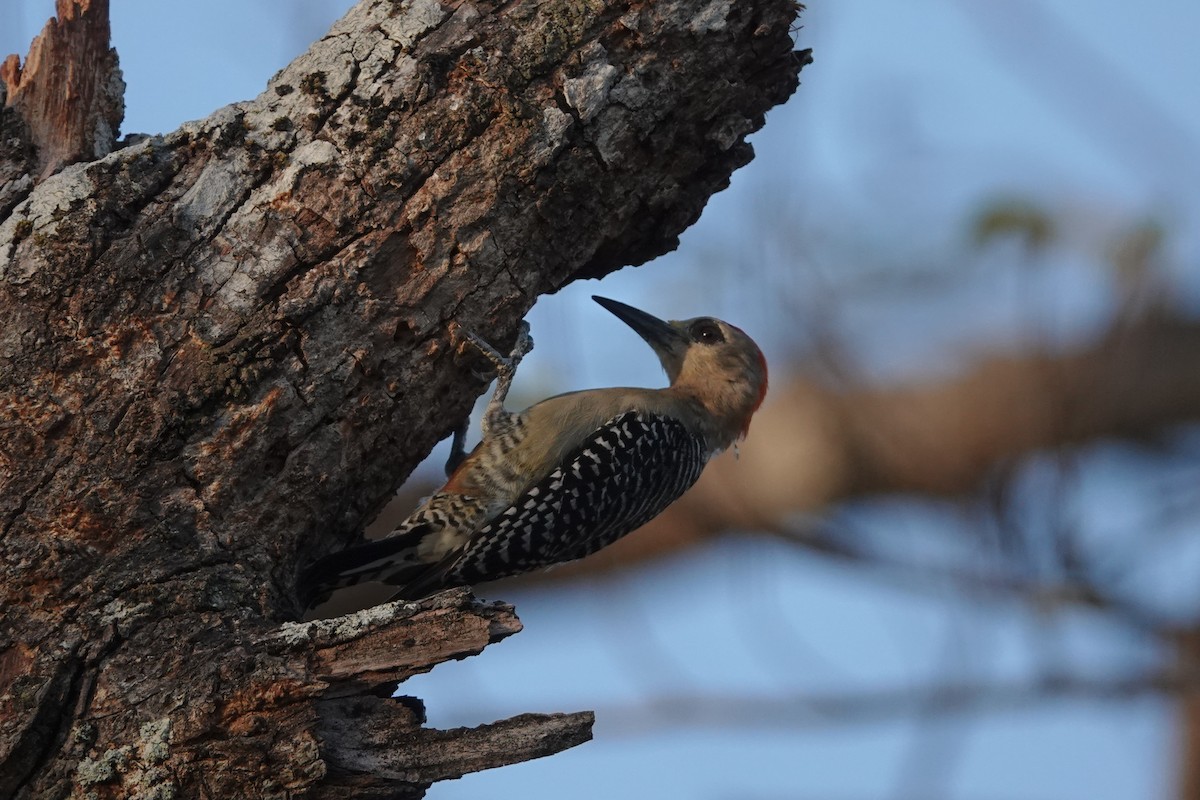 Red-crowned Woodpecker - ML430075251