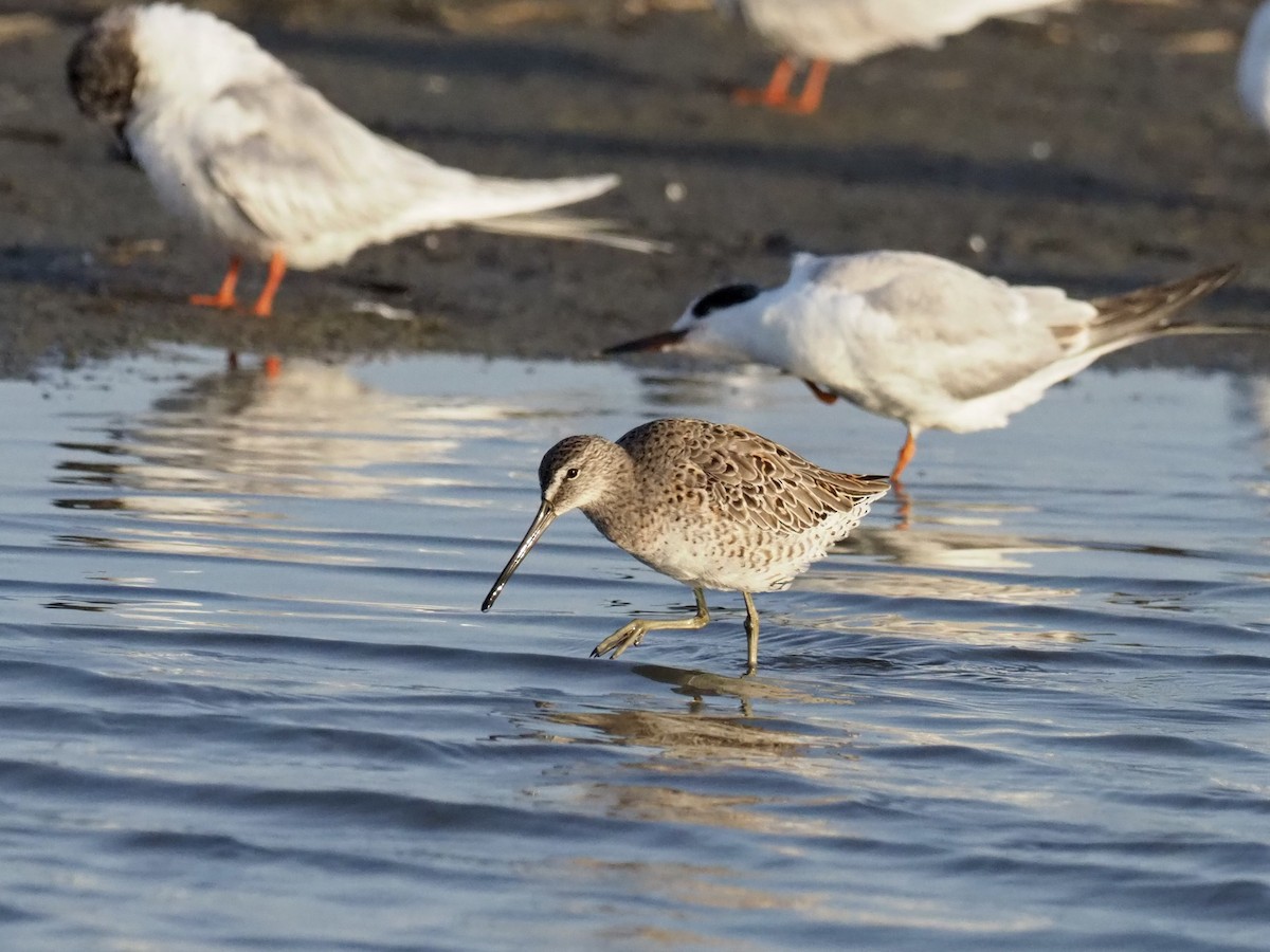 Short-billed Dowitcher - Yve Morrell