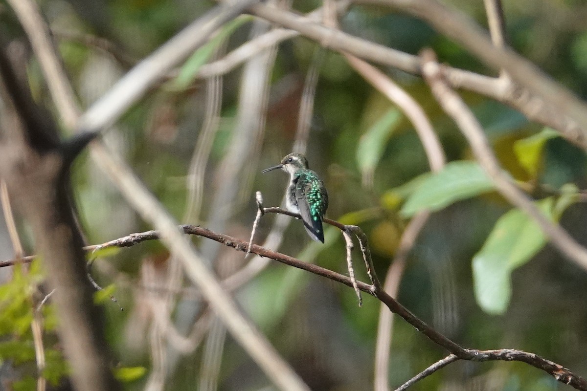 Gartensmaragdkolibri - ML430076551