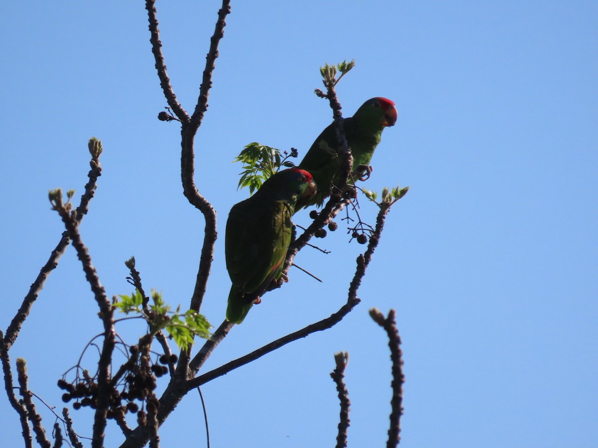 Red-crowned Parrot - ML430076971